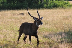 naturparks_uganda_09n