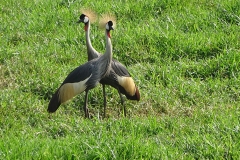 naturparks_uganda_13n