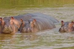 naturparks_uganda_14n