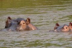 naturparks_uganda_15n