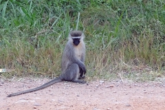 naturparks_uganda_16n