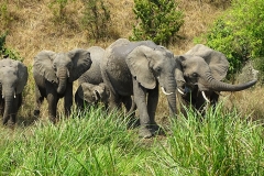 naturparks_uganda_19n