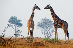 naturparks_uganda_20n