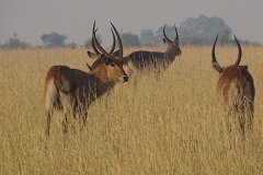 naturparks_uganda_21n