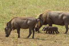 naturparks_uganda_22n
