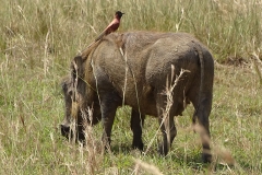 naturparks_uganda_23n
