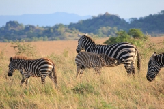 naturparks_uganda_24n