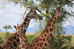 naturparks_uganda_25n