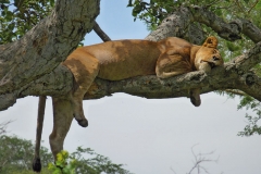 naturparks_uganda_26n
