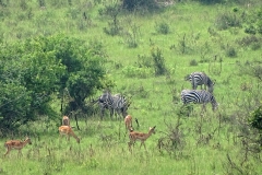 naturparks_uganda_12n