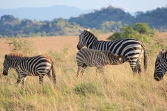 naturparks_uganda_28n